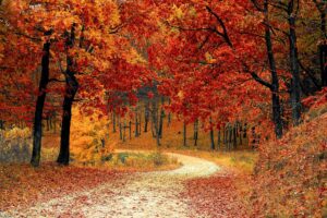 road-1072821_1920